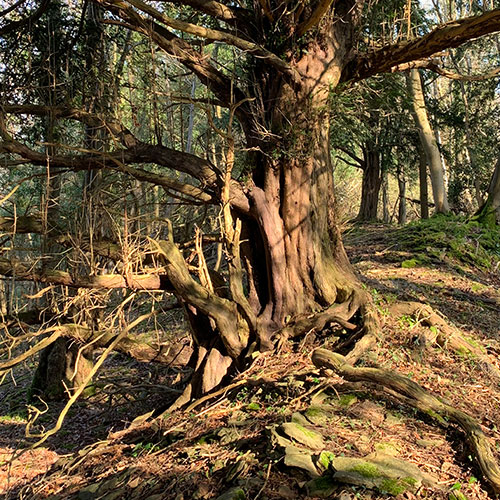 wood-tree bark