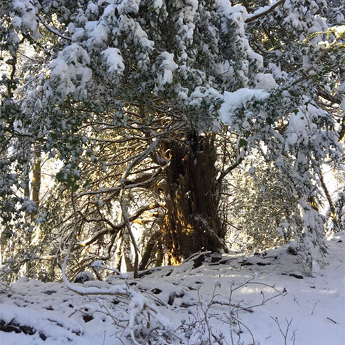 snow